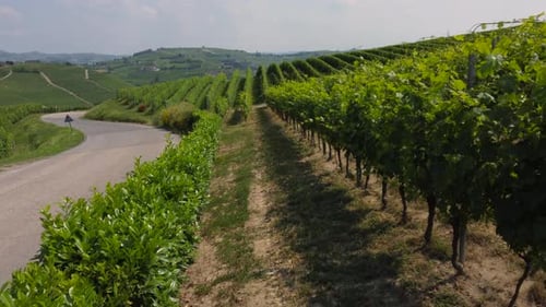 Viñedos de Barbaresco: Agricultura en Piamonte, Italia