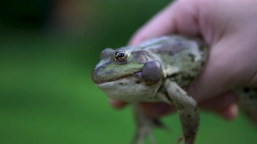 Langsam große grüne Kröte in der Hand eines Mannes. Toad Defends bläst Blasen auf den Wangen auf