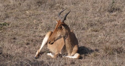 Hartebeest, alcelaphus buselaphus, Adult standing in Savanna, Masai Mara Park, Kenya, Real Time 4K