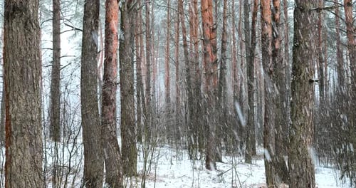 Panoramic Motion In Winter Snowy Forest Park During Snowfall Blizzard