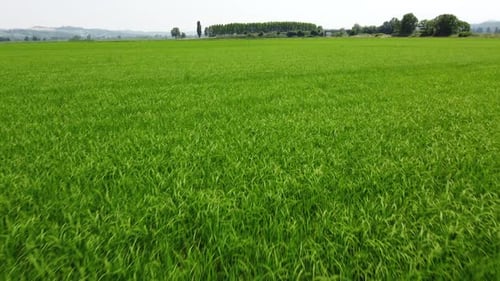 Rice Paddy Agriculture Field
