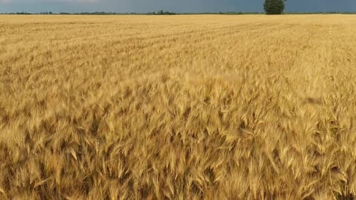 Gold Wheat Field in Summer
