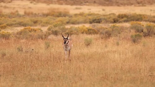 Pronghorn in Yellowstone National Park