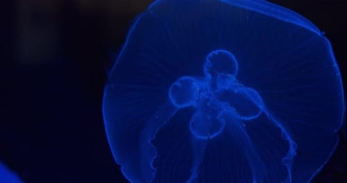 Bottom Part of Jellyfish Moving Around in Aquarium