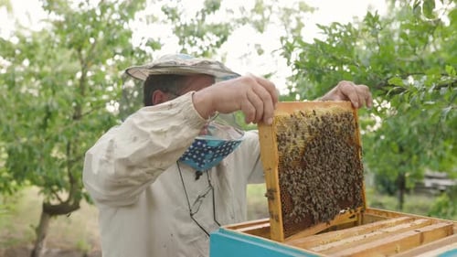 Imker hält eine Wabe voller Bienen. Imker inspiziert Wabenrahmen im Bienenhaus