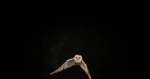 Barn Owl, tyto alba, Adult in flight, Normandy, Slow Motion 4K