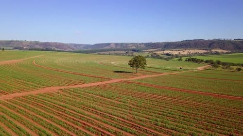 Dramatisch brasilianische Landschaft der Zuckerrohrplantage. Luftaufnahme eindrücken.