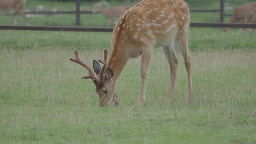 Deer Grazing Peacefully in a Green Meadow