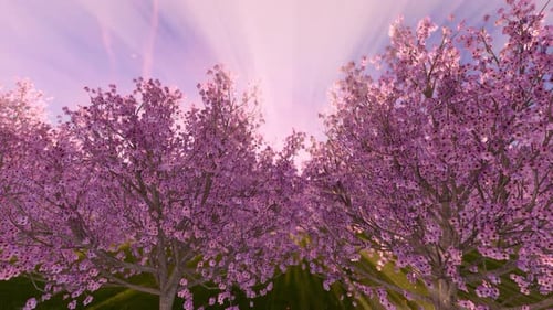 Beautiful Cherry Blossom Trees with Sun Rays and Falling Petals