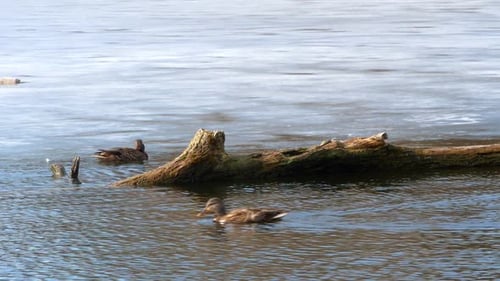 Ducks Swim on Lake Close Up