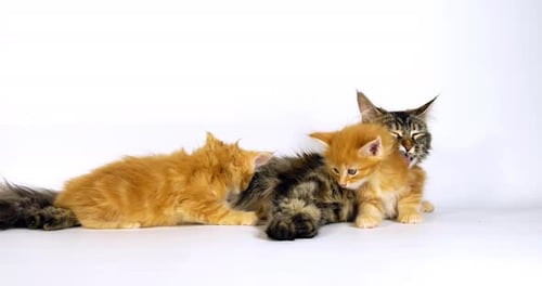 Brown Tortie Blotched Tabby Maine Coon and Cream Blotched Tabby maine Coon, Suckling