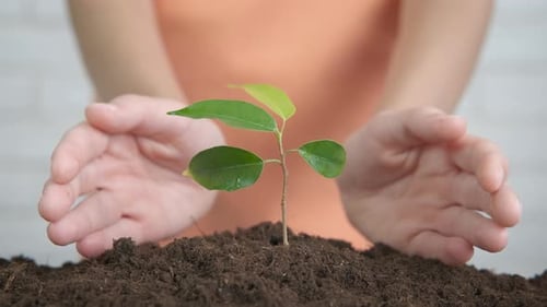 Save the Sprout