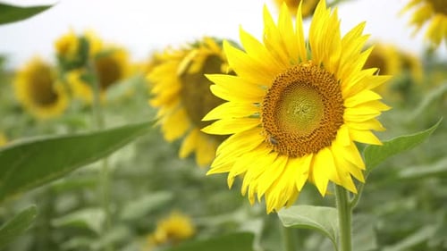 Sunflower Field a Bee Pollinates a Young Sunflower