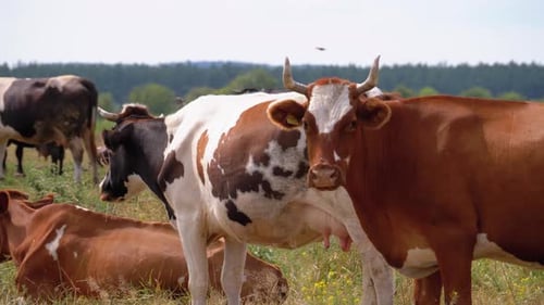 Kuhherde weidet auf der Wiese. Sommer-Tag