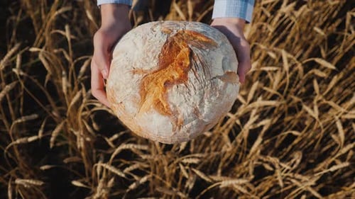 Top View Farmer Holds a Loaf of Bread Over Wheat Ears in a Field