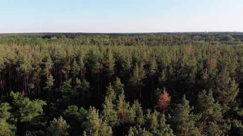 Vue aérienne sur la forêt de pins. Parc boisé avec arbres verts. Vue d'en haut