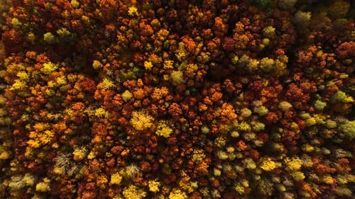 Aerial View of Colorful Autumn Forest