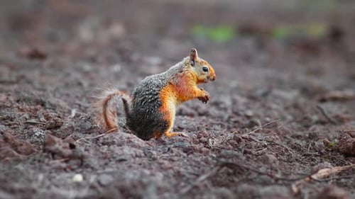 Eichhörnchen (4K)