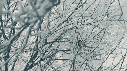 Titmouse Sits on Branch Covered with Fresh Snow Slow Motion