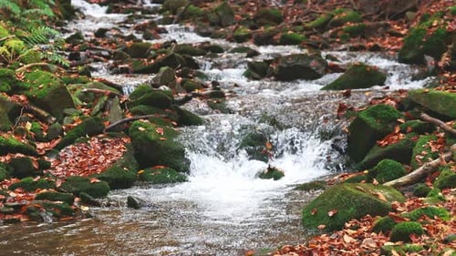 Mountain River with Autumn Leaves
