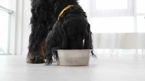 Setter Gordon Dog Eating