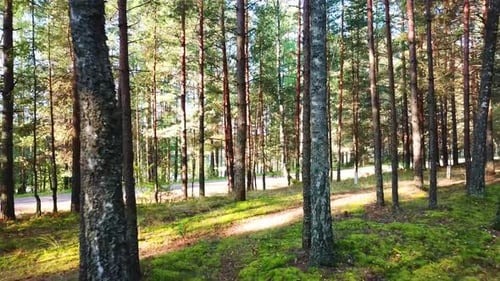 Morgen In Einem Pinienwald