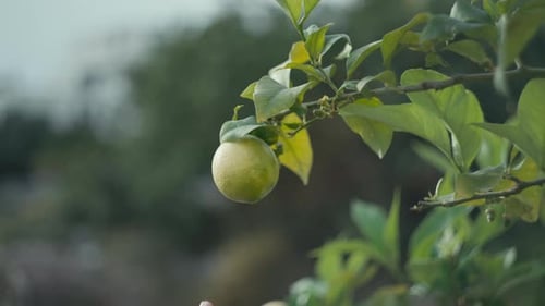 Hand Picks Fresh Lemon from Green Tree