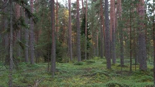 Flying in the shadow summer pine forest between trees.