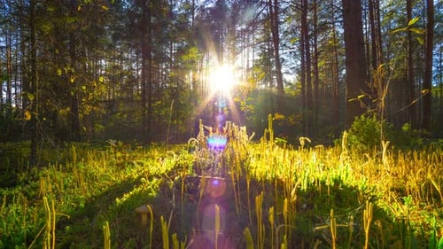 Sunset in the Autumn Magic Forest
