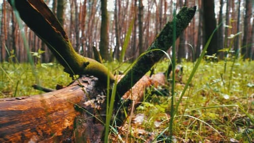 Arbre abattu dans une forêt sauvage. La caméra se déplace dans les bois. Les bûches reposent sur les plantes
