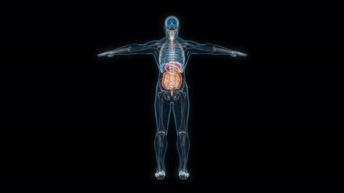 3D Holographic Human Body with Digestive System Animation