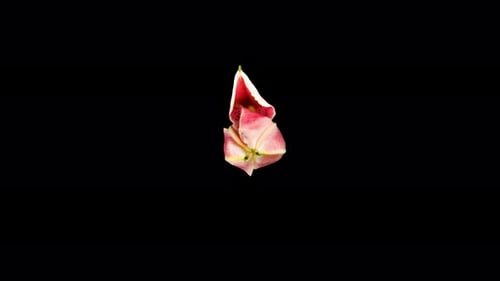 Time Lapse Flower Opening