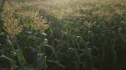 Maisfeld