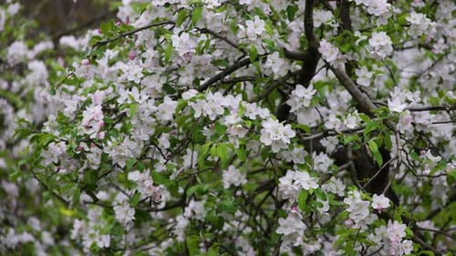 Apple tree blossom in garden
