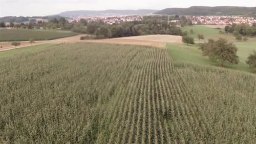 Aerial view of a corn field. A drone flies the field. Small town and hills in the background.