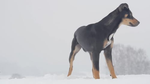 Dog Playing in the Falling Snow