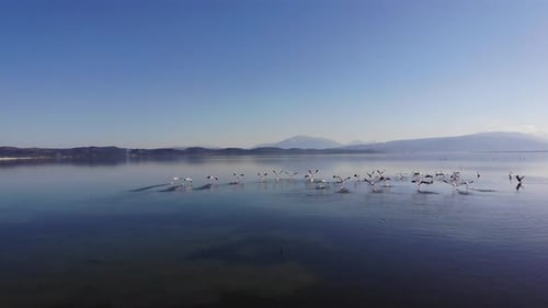 Drone Forward Video