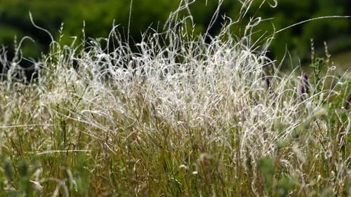 Wild Grass Swaying Gently in the Breeze