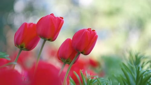 Bright Red Tulip Flowers Blooming on Outdoor Flowerbed on Sunny Spring Day