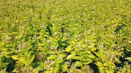 Tobacco That Blooms on the Plantation