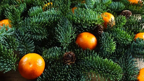 La branche d'Abies nobilis est posée sur une vieille planche vintage en bois et des mandarines