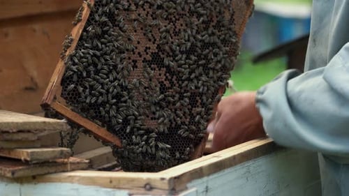 Imker hält Waben mit schwärmenden Bienen