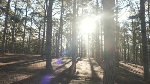Pine Spruce Forest in Beautiful Morning Light. Sunbeams Pass Through Branches