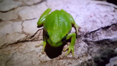 The green tree frog on a rock at night