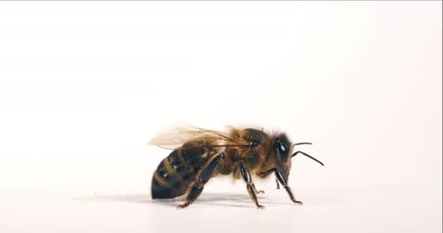 European Honey Bee, apis mellifera, Black Bee grooming against White Background, Normandy