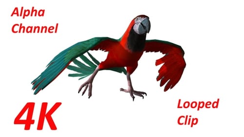 Realistic Animated Green and Red Parrot Walking and Flapping Wings