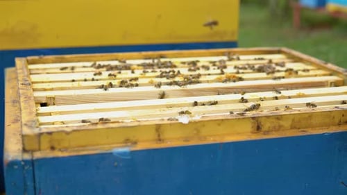 Bienen auf der Honeycomb