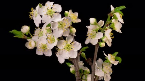 White Flowers Blossoms on the Branches Cherry Tree