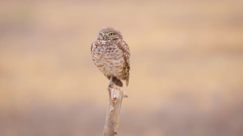 Grabende Eule in der Wüste