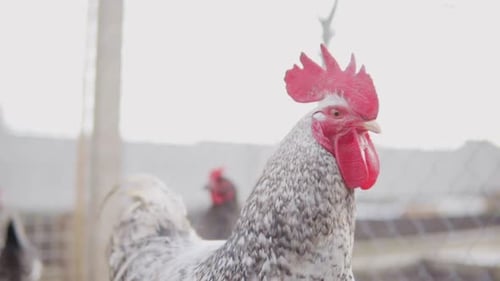 Closeup View of a Hen in Hencoop